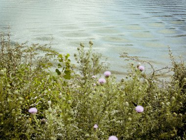 Vahşi devedikeni çiçekleri bir gölün yanında büyüyor.