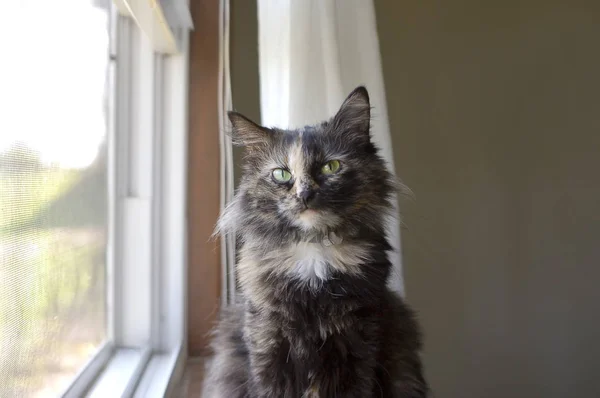 Longhágovák Kočka Sedící Vedle Okna — Stock fotografie