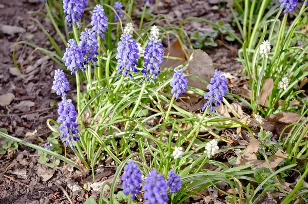 Perene Uva Hyacinth Flores Roxas Florescendo Entre Folhas Marrons — Fotografia de Stock