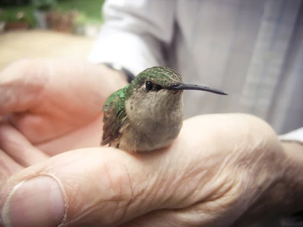 Erkek Eline Oturan Kadın veya Genç Sinekkuşu