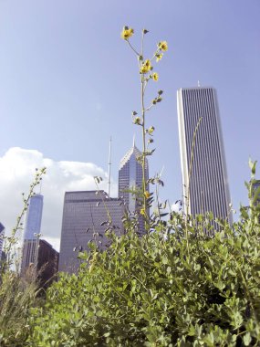 Yüksek Büyümüş Çim ve Kır Çiçekleri ile Şehir Binaları