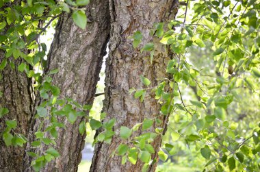 Olgun Bir Nehir Huş Ağacının Gövdesi ve Yaprakları