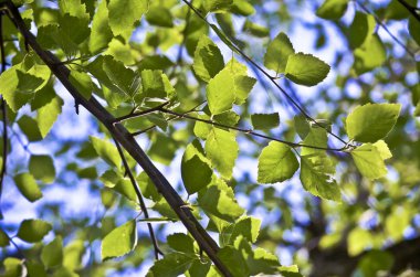 Dalı Üzerinde Nehir Huş Ağacı Yaprakları