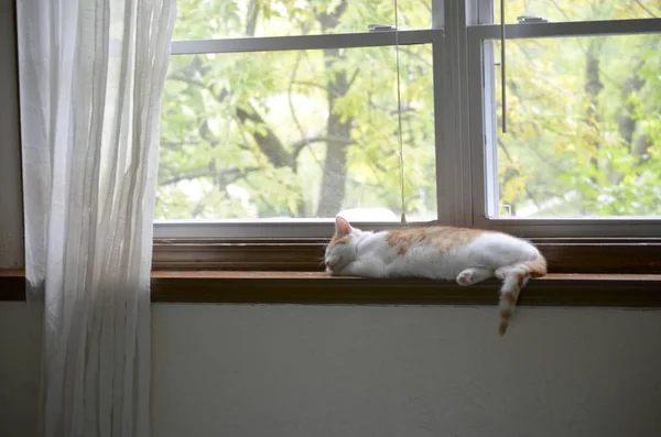 Kitten Napping Oknie Jesienne Drzewa — Zdjęcie stockowe