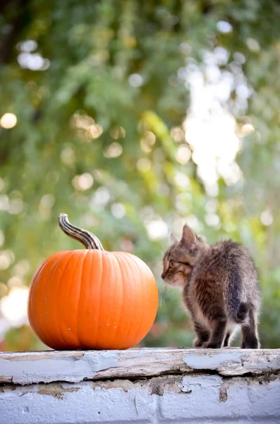 Tabby Chaton Avec Citrouille Sur Les Arbres Verts Verticaux Arrière — Photo