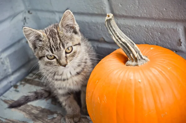 Söt Tabby Kitten Sitter Bredvid Pumpa — Stockfoto