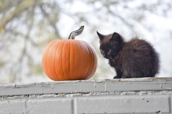 Chaton Noir Assis Côté Une Citrouille — Photo