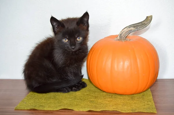 Malý Černý Kotě Sedí Vedle Pomerančové Dýně Indoors Flash — Stock fotografie