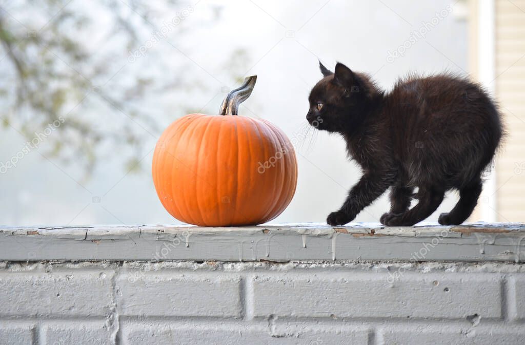 Black Kitten with Arched Back beside a Pumpkin