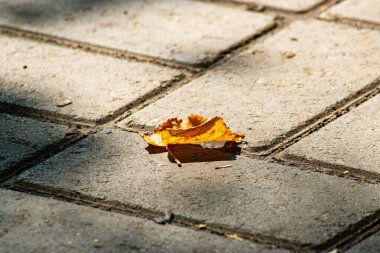 Parktaki yolda sarı sonbahar yaprağı