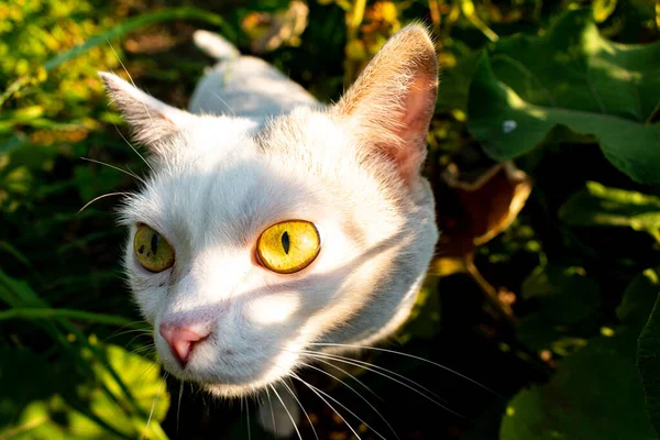 Occhio Ardente Questo Gatto Rende Foto Davvero Sorprendente — Foto Stock