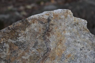 yaz ormanında kaya doğal doku