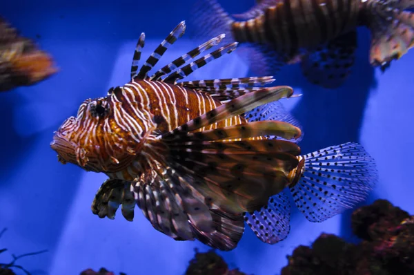   Güzel, ama çok tehlikeli balık