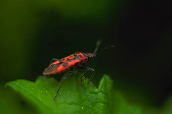 Beetle Popularly Called Fireman Extraordinarily Beautiful Macro Photography — Stock Photo, Image