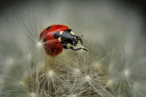 Ladybug Jest Wspaniałym Obiektem Zarówno Dla Fotografa Dekoracji Wnętrz — Zdjęcie stockowe