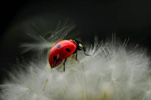 Ladybug Jest Wspaniałym Obiektem Zarówno Dla Fotografa Dekoracji Wnętrz — Zdjęcie stockowe