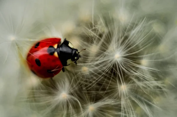 Ladybug Jest Wspaniałym Obiektem Zarówno Dla Fotografa Dekoracji Wnętrz — Zdjęcie stockowe