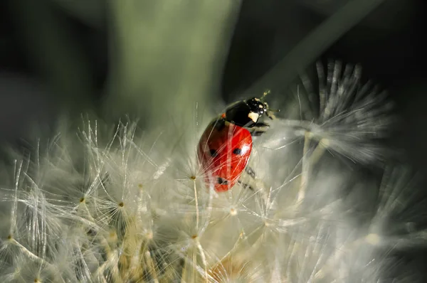 Marienkäfer Sind Extrem Fotogene Insekten — Stockfoto