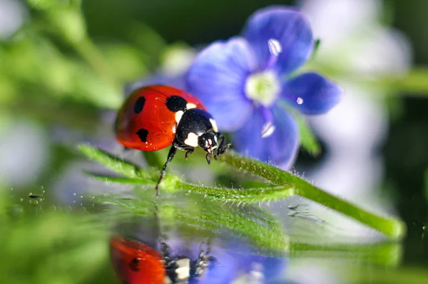 Ladybugs Extremely Photogenic Insects — Stock Photo, Image