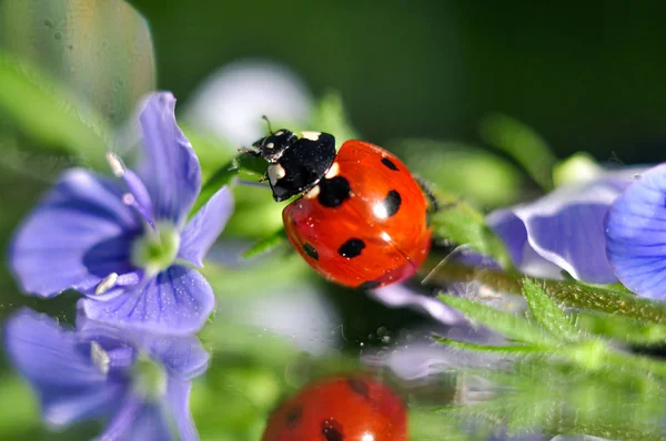 Ladybugs Extremely Photogenic Insects — Stock Photo, Image