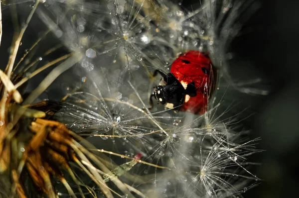 Les Coccinelles Sont Des Insectes Extrêmement Photogéniques — Photo