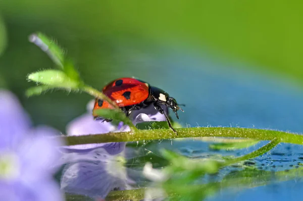 Les Coccinelles Sont Des Insectes Extrêmement Photogéniques — Photo