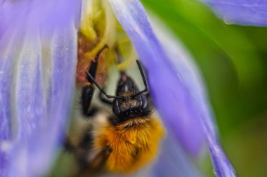 Yağmur bumblebee arasında nektar yemek için aykırı değil