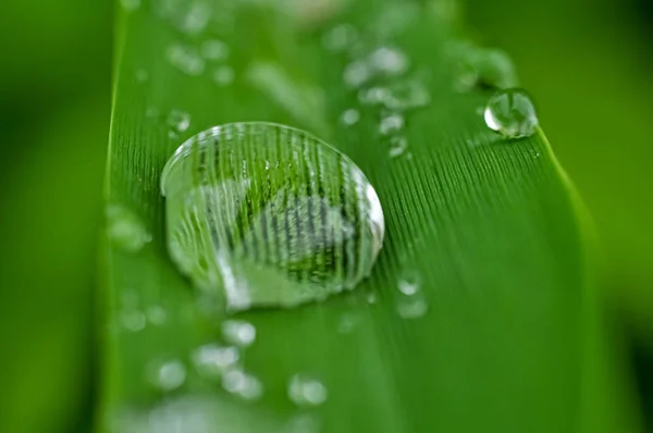 Gouttes Pluie Sur Herbe — Photo