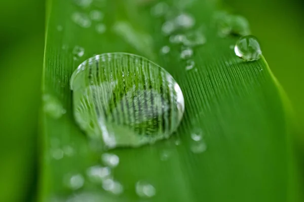 Rain Drops Grass — Stock Photo, Image