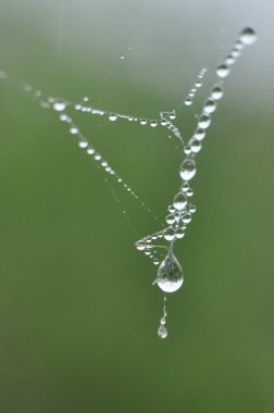 Örümcek ağları üzerine çiy damla
