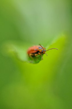 Dün gece yağmurdan sonra yaprakları kuruttacağım böcek.