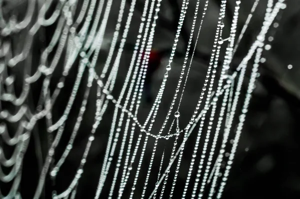 거미줄에 이슬방울 — 스톡 사진