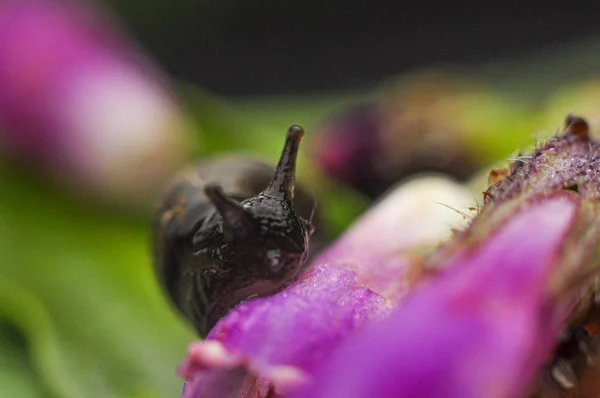 Caracol Pântano Quando Macro Acabou Por Ser Modelo Bastante Bom — Fotografia de Stock