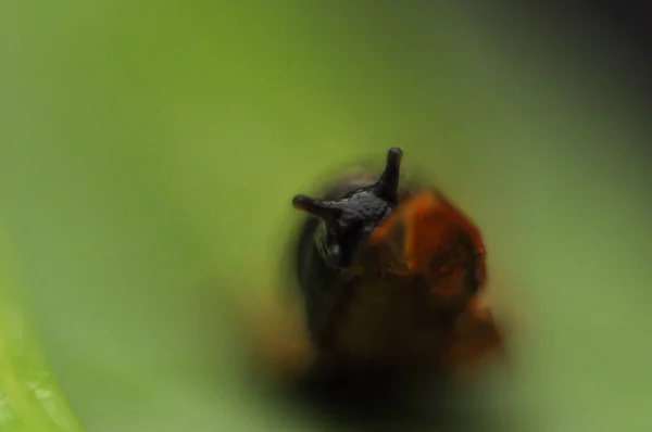 Caracol Pântano Quando Macro Acabou Por Ser Modelo Bastante Bom — Fotografia de Stock