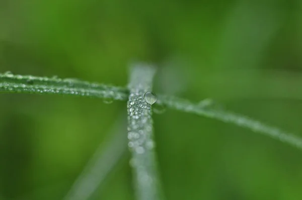 Gotas Chuva Noturna Grama — Fotografia de Stock