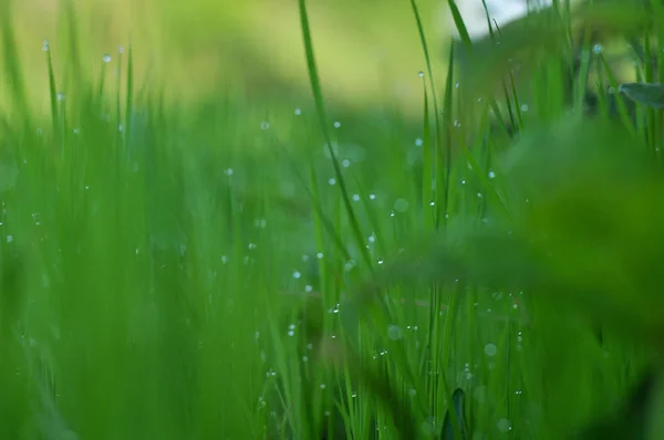 Rosée Matin Sur Herbe Vous Fait Voir Monde Dans Une — Photo