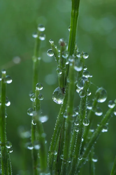 Rosée Matin Sur Herbe Vous Fait Voir Monde Dans Une — Photo