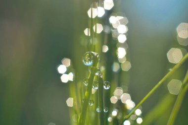Çimenlerde sabah çiy dünya başka bir boyutta görmek yapar