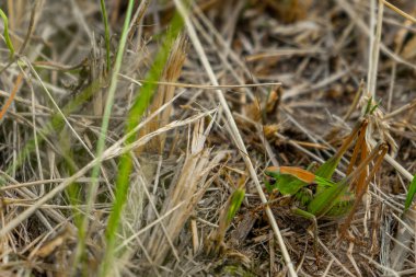 Çim bir çekirge oturdu, tıpkı bir salatalık gibi, o yeşil oldu