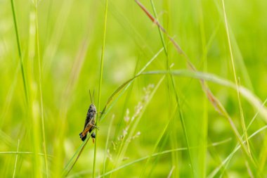 Çim bir çekirge oturdu, tıpkı bir salatalık gibi, o yeşil oldu
