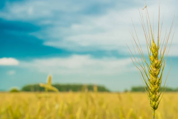 Поля Стиглої Пшениці Особливо Красиві Тлі Блакитного Неба — стокове фото
