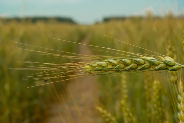 Поля Стиглої Пшениці Особливо Красиві Тлі Блакитного Неба — стокове фото