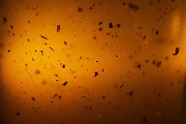 Ev gibi arka plan ile çay adet cam çaydanlık yaprakları