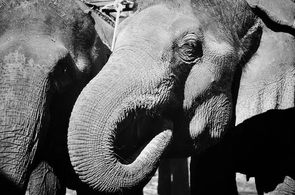 Слоны Таиланда — стоковое фото