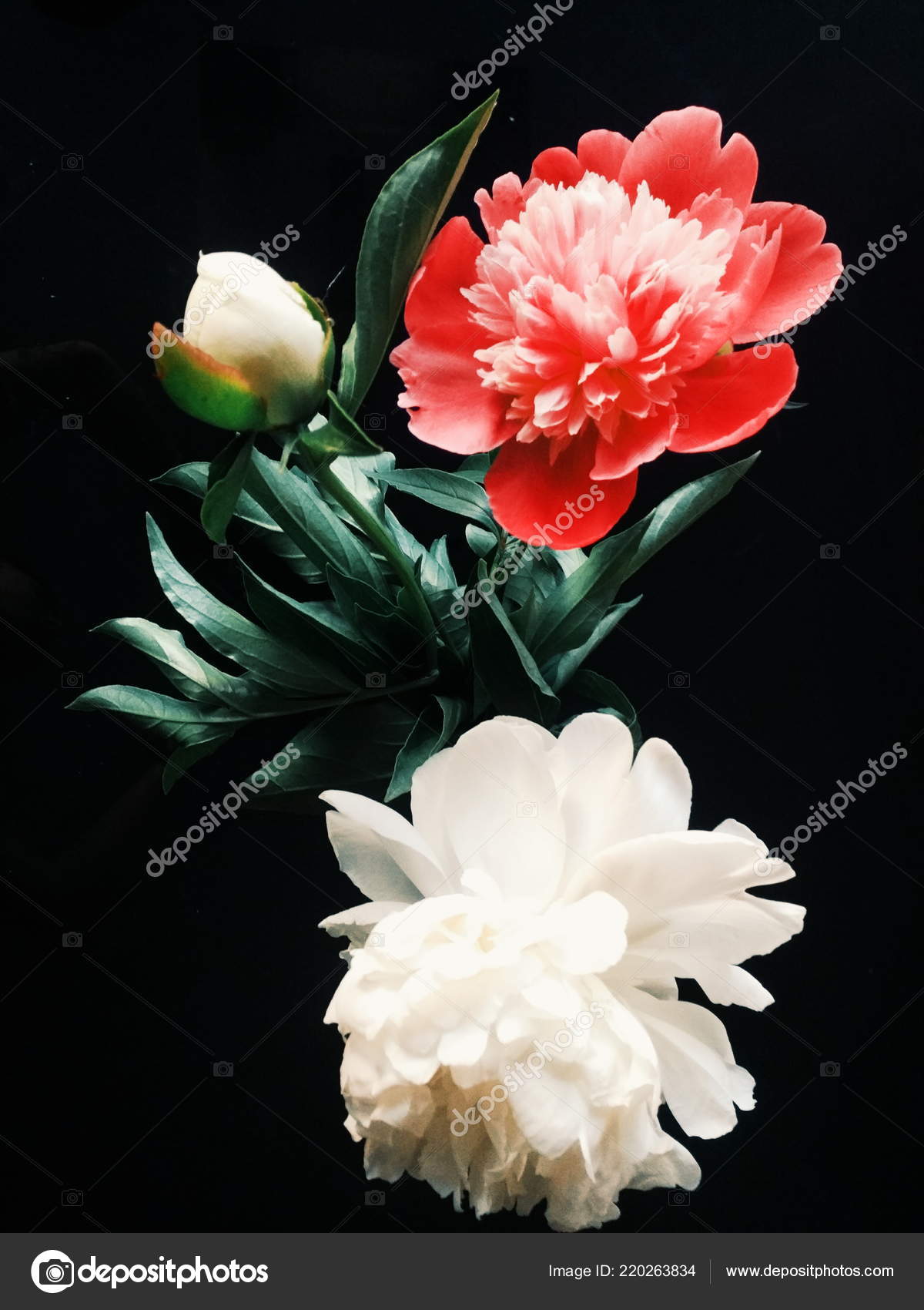 Red White Peonies Black Background — Stock Photo © arnikasatkina 220263834
