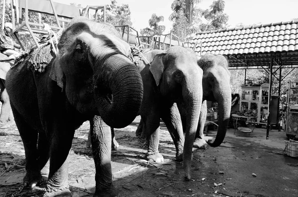 Tre Elefanti Piedi Insieme Vietnam — Foto Stock