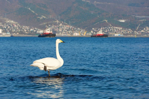 Cisne Mar — Foto de Stock