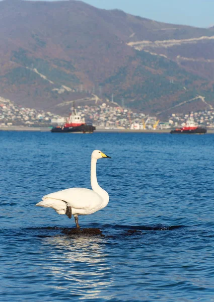 Cisne Mar — Foto de Stock