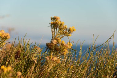 mavi gökyüzü arka plan üzerinde sarı çiçek