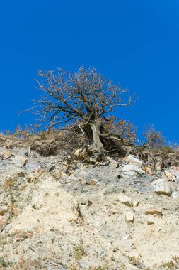 Karadeniz kıyısında Rusya